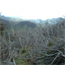 rainforest thumbs